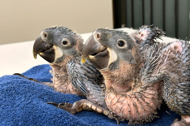 Aves raras nascem em São Paulo e reforçam estratégia global de preservação