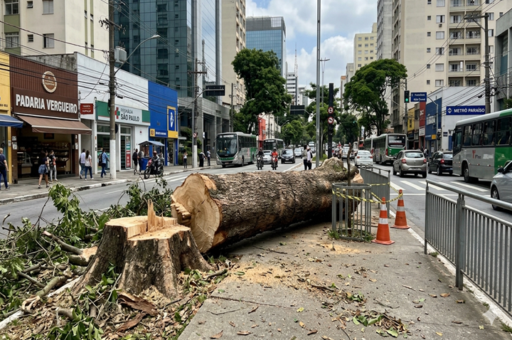Nova lei permite cortar ou podar árvores sem configurar crime ambiental