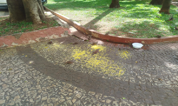 Os perigos de se alimentar pombos vira-lata