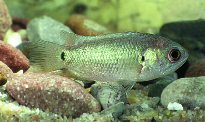 Peixe que “caminha” em terra, respira ar e até sobe em árvores inclinadas