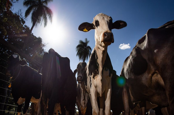 União Europeia oficializa veto à carne brasileira a partir de setembro