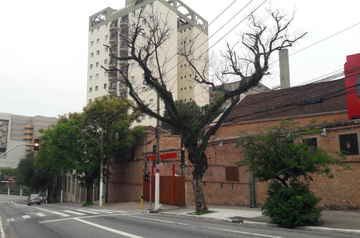 Árvore seca em frente ao SESC Pompéia