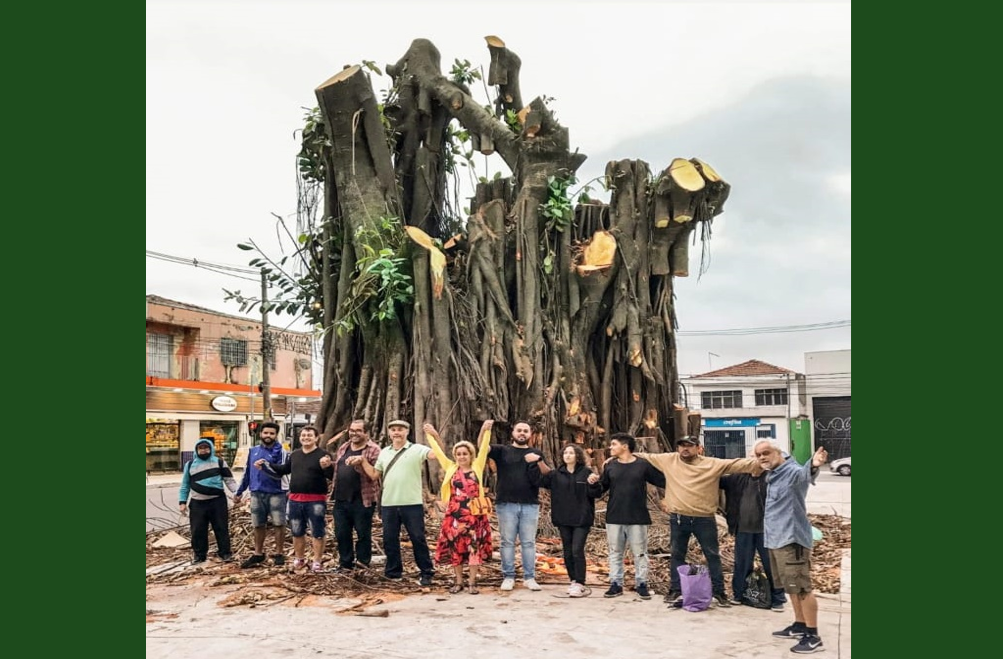 Árvore centenária considerada patrimônio público em perigo