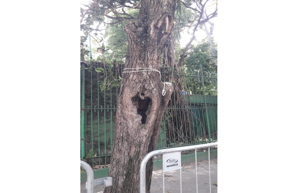 Árvore em risco de queda