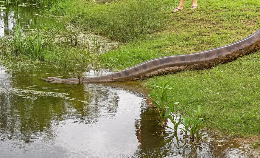 Cidade paradisíaca no Brasil é lar de 3 serpentes da maior espécie do mundo