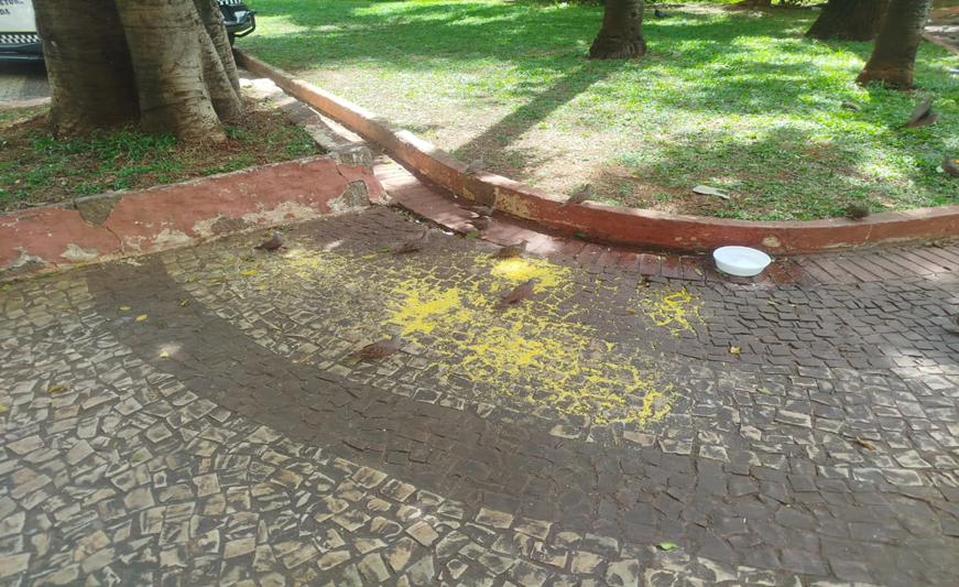 Os perigos de se alimentar pombos vira-lata