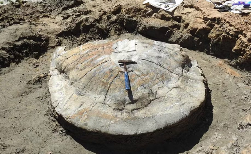 Pesquisadores encontram fóssil de tartaruga que viveu há mais de 8 milhões de anos na Amazônia