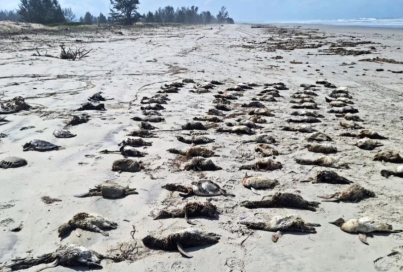 Encalhe em massa: mais de 350 pinguins são encontrados mortos em SP