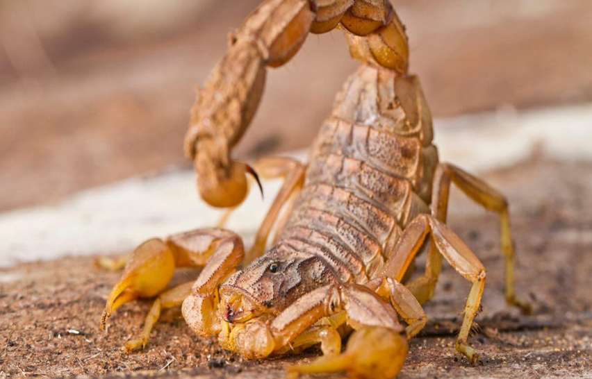 O ‘perfume’ que o escorpião-amarelo odeia e que você pode ter no seu jardim