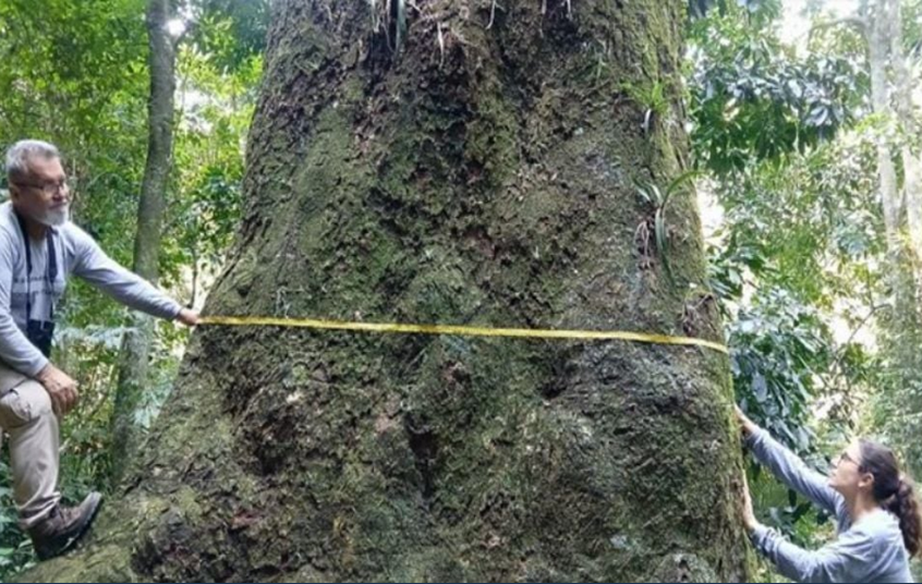 Árvore de meio milênio e 40 metros encontrada na Mata Atlântica é patrimônio natural brasileiro