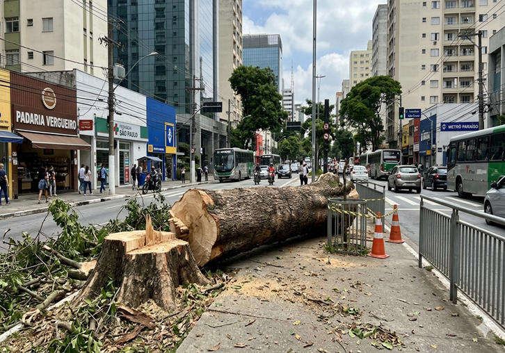Nova lei permite cortar ou podar árvores sem configurar crime ambiental